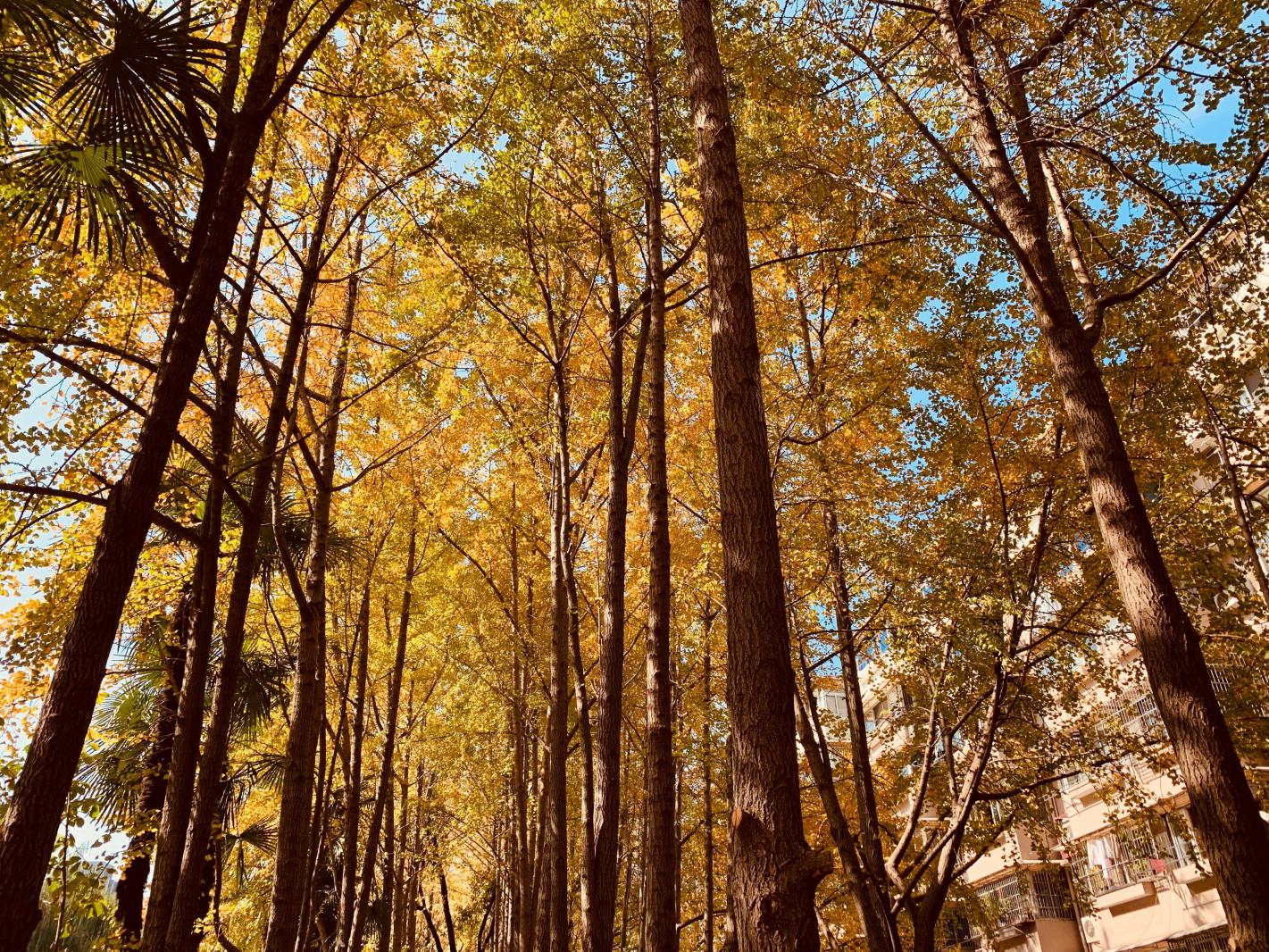 杭州朝晖公园银杏