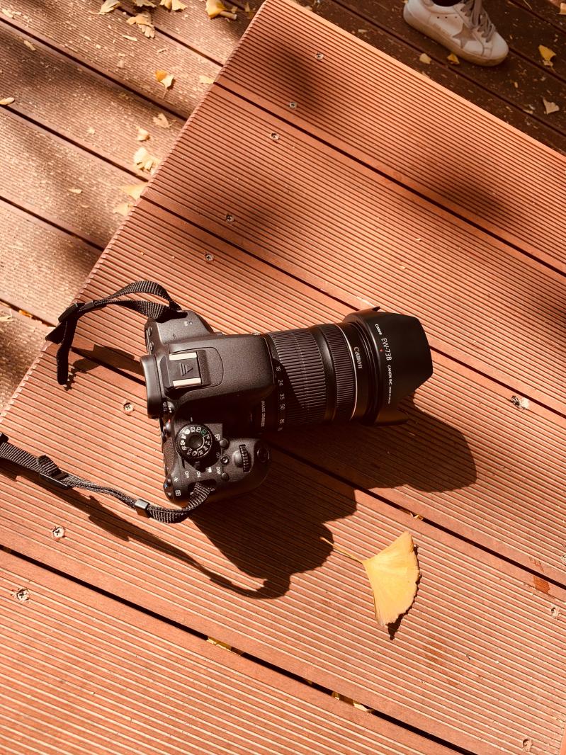 杭州朝晖公园银杏