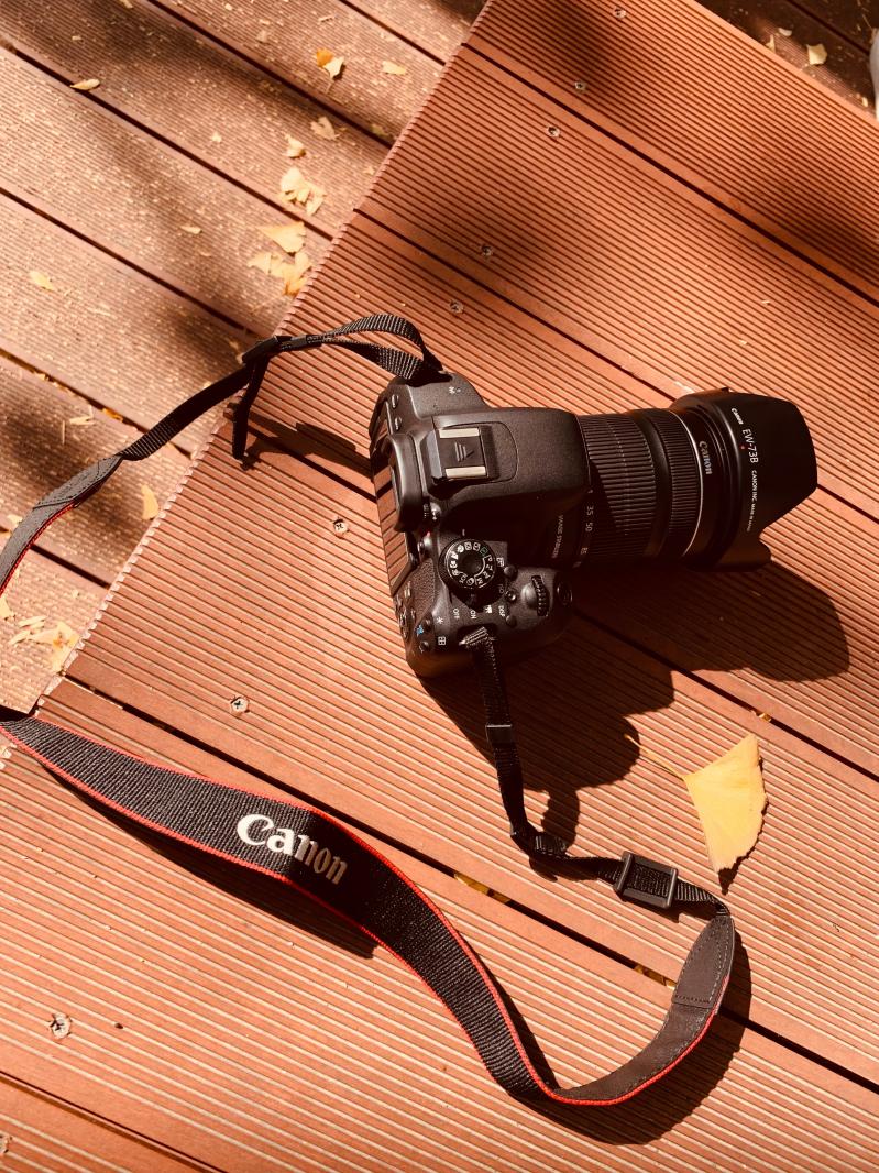 杭州朝晖公园银杏