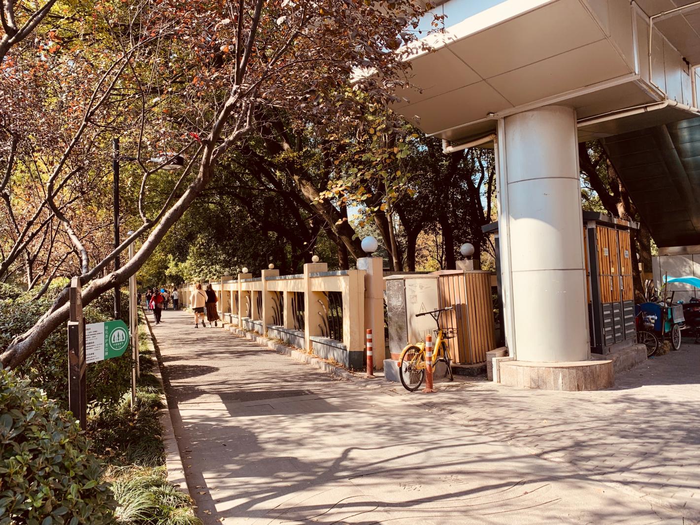 杭州朝晖公园银杏