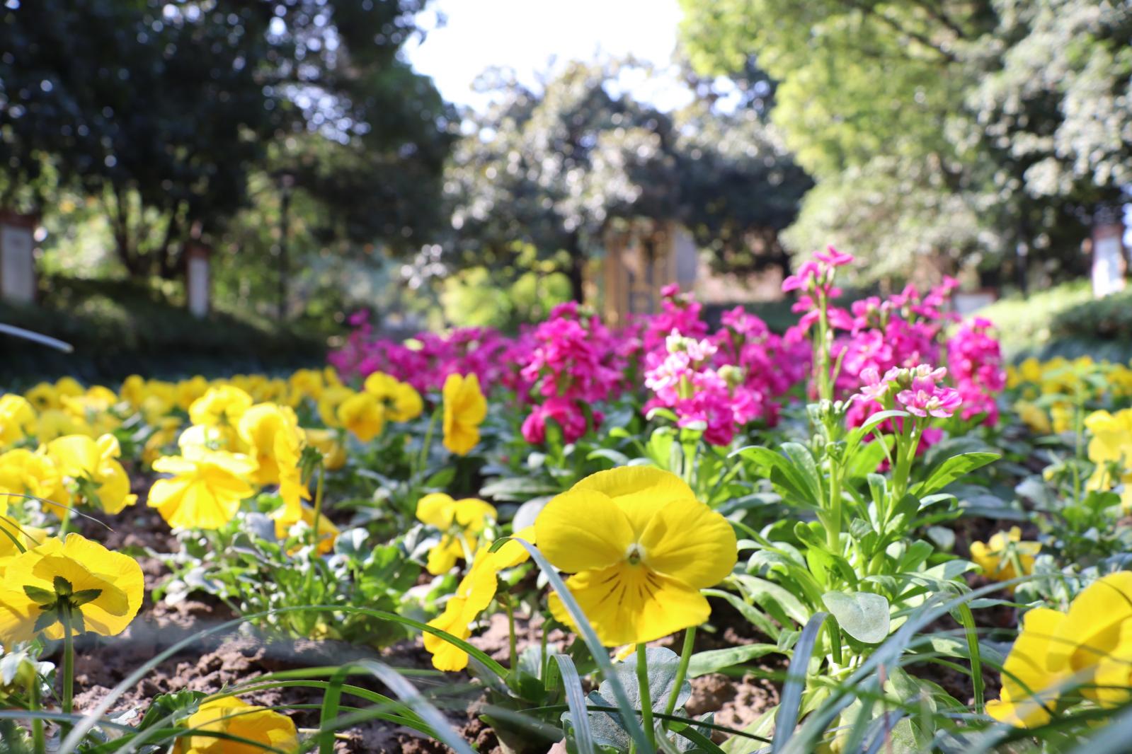 杭州朝晖公园银杏