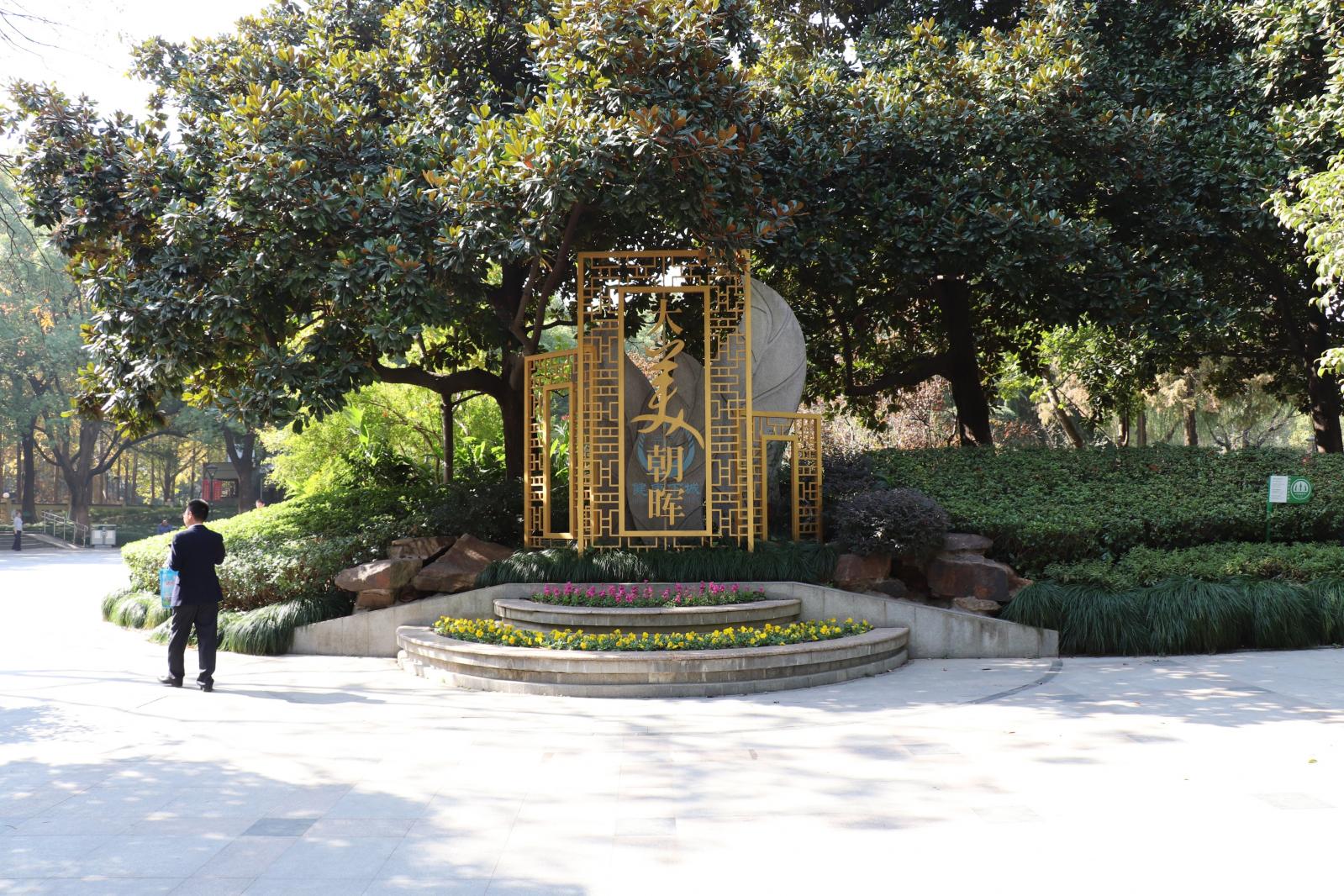 杭州朝晖公园银杏