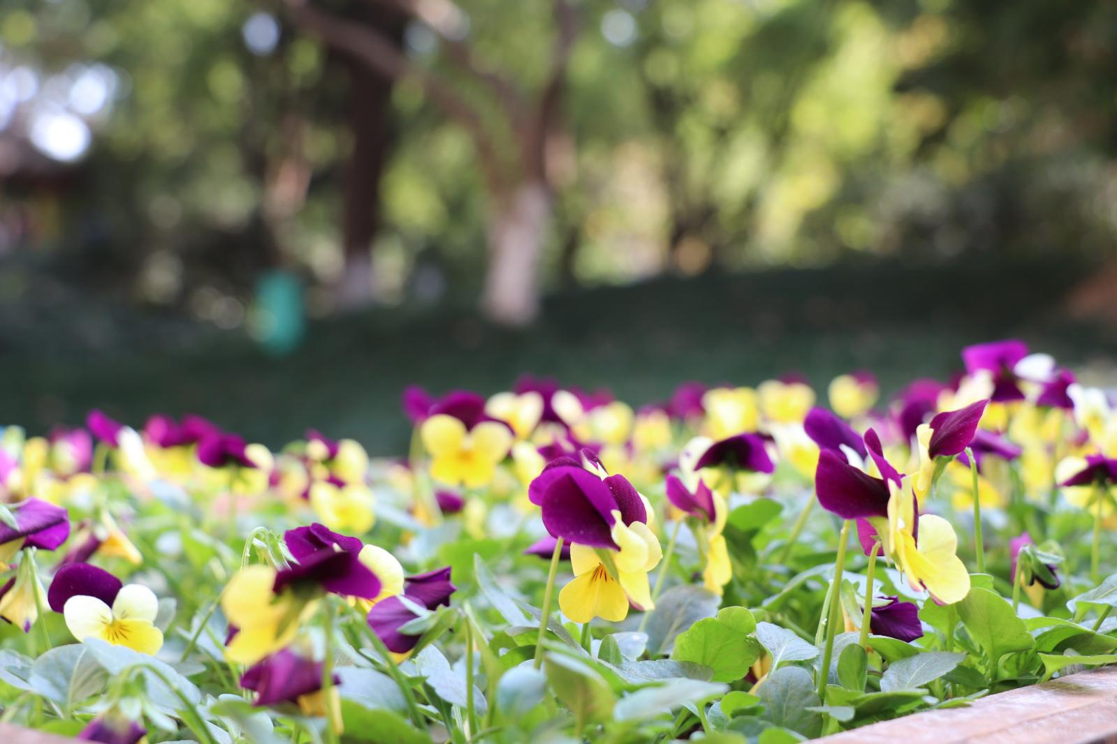 杭州朝晖公园银杏