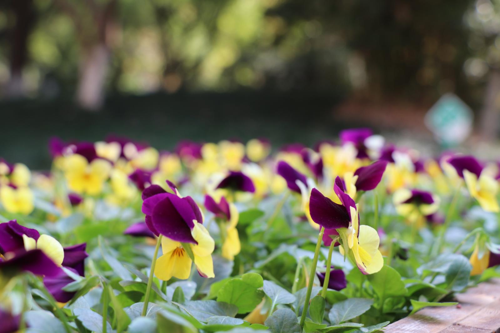 杭州朝晖公园银杏