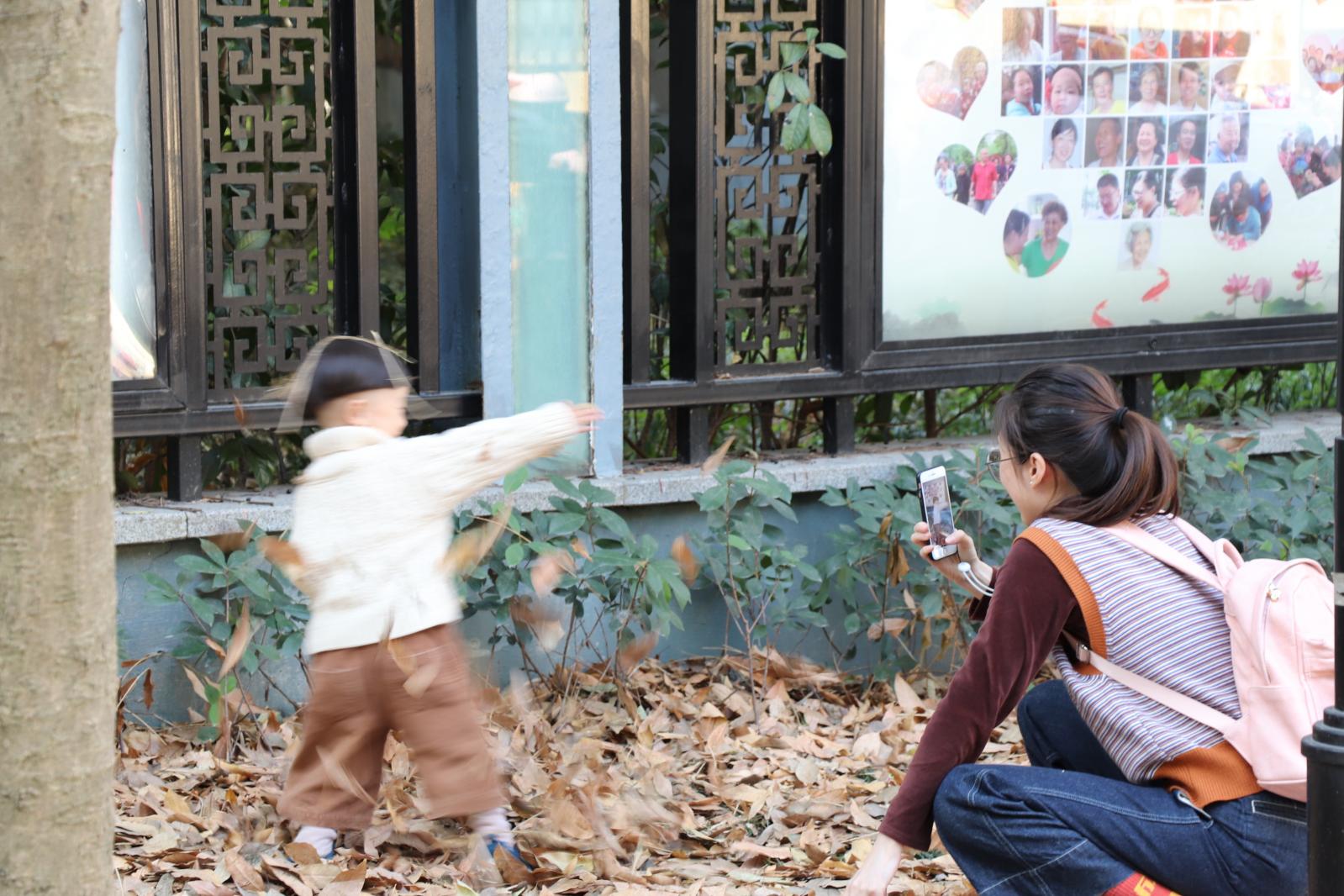 杭州朝晖公园银杏