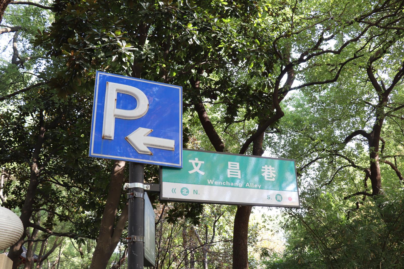 杭州朝晖公园银杏