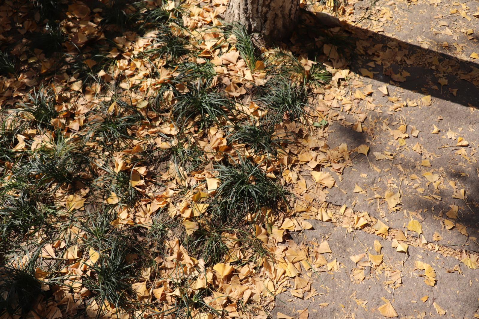 杭州朝晖公园银杏