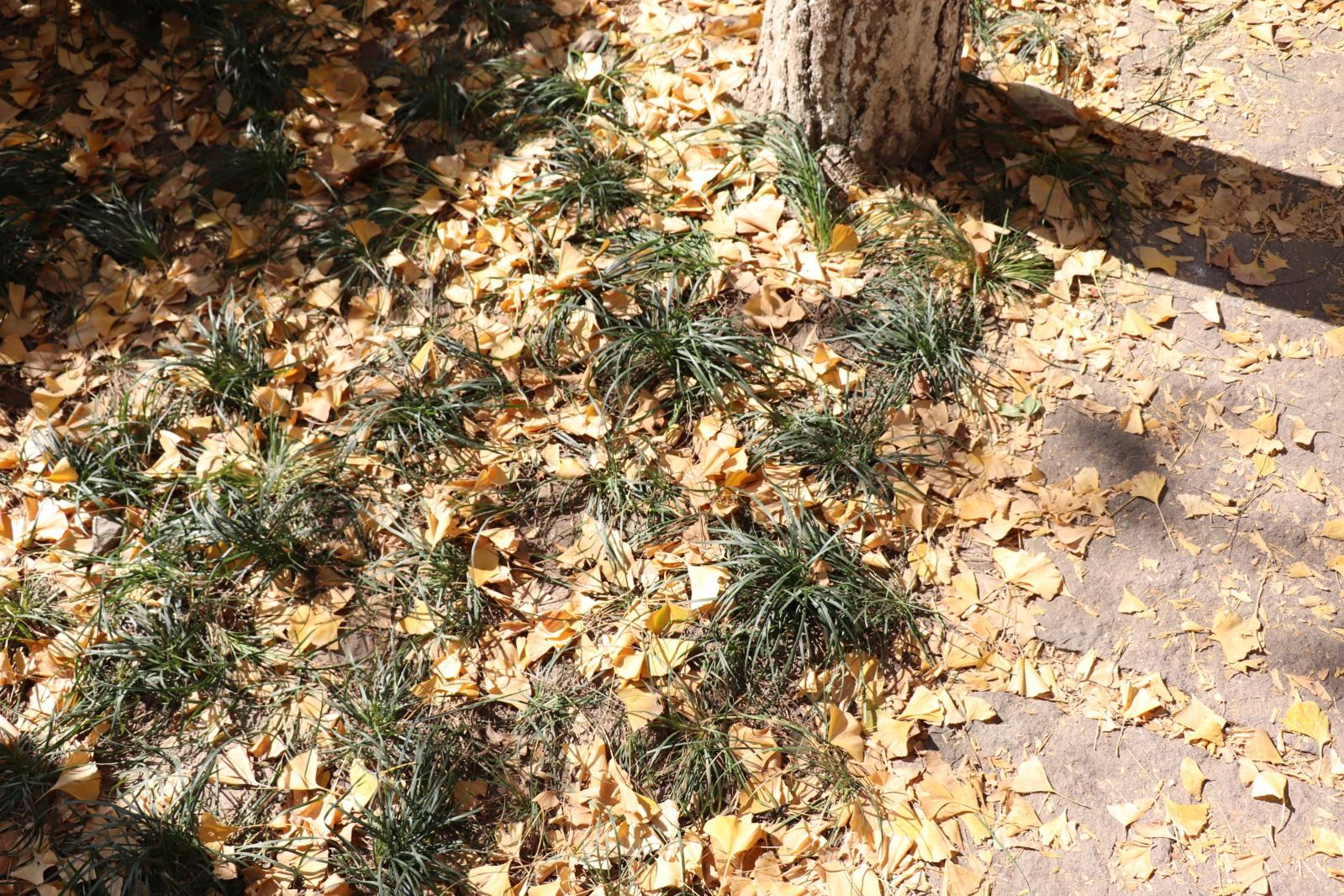 杭州朝晖公园银杏