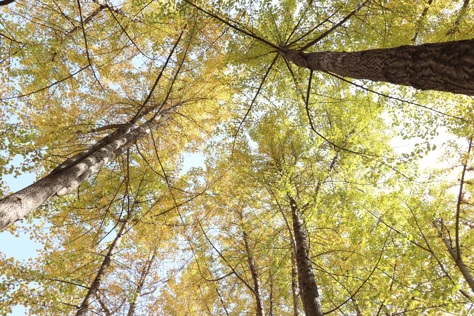 杭州朝晖公园银杏