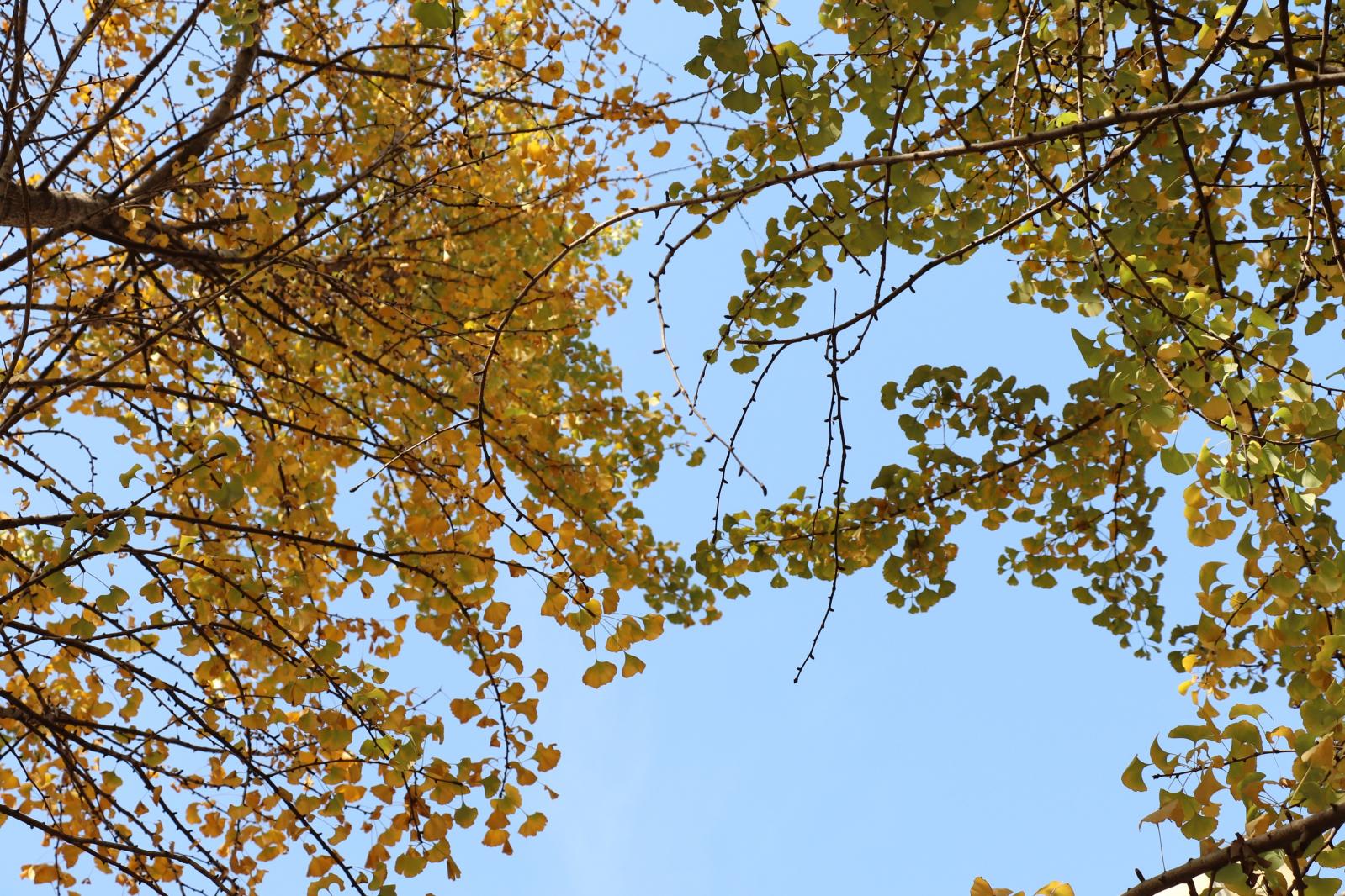 杭州朝晖公园银杏