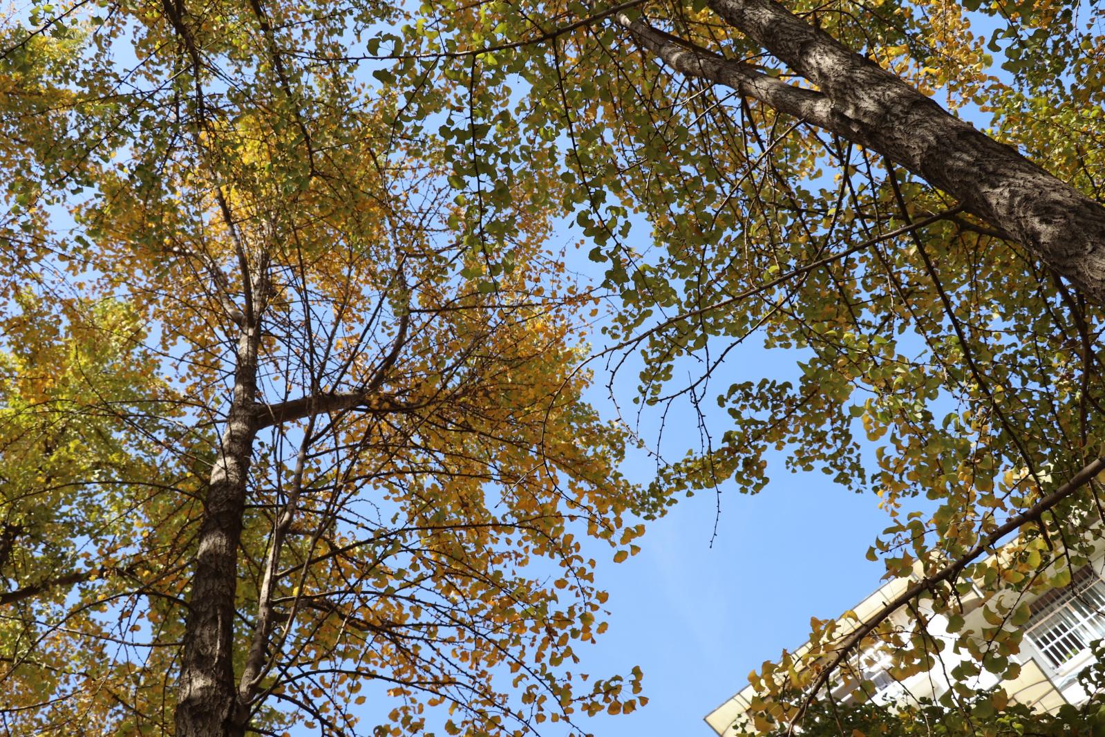 杭州朝晖公园银杏