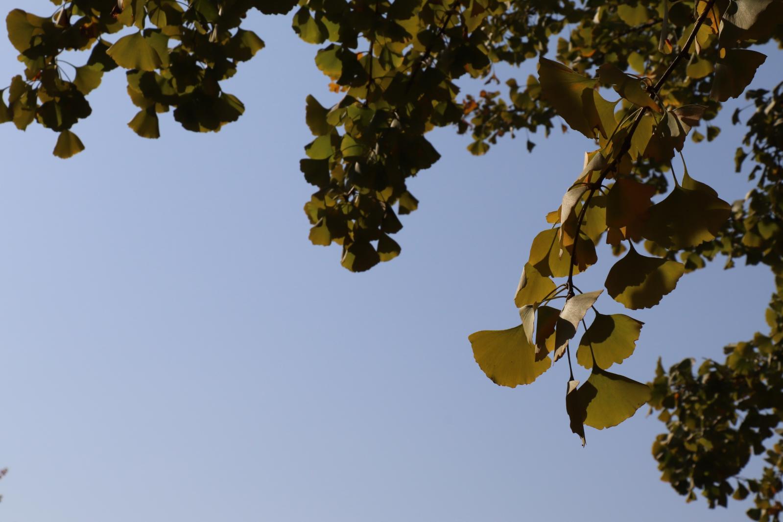 杭州朝晖公园银杏