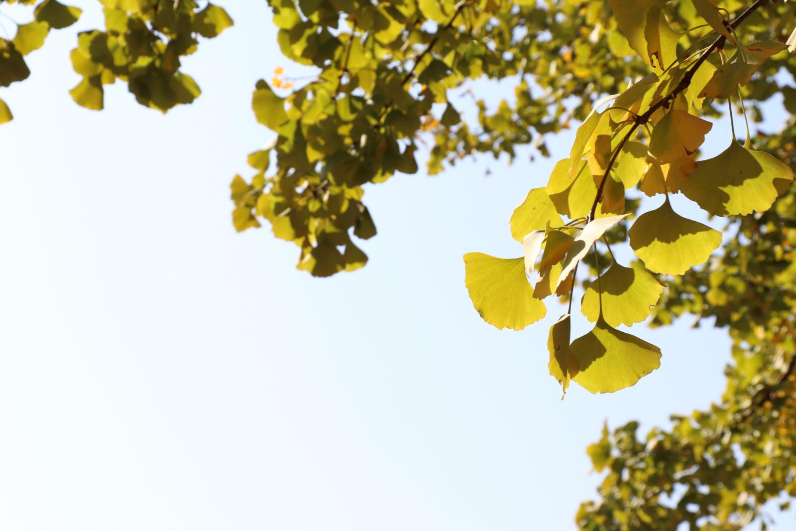 杭州朝晖公园银杏