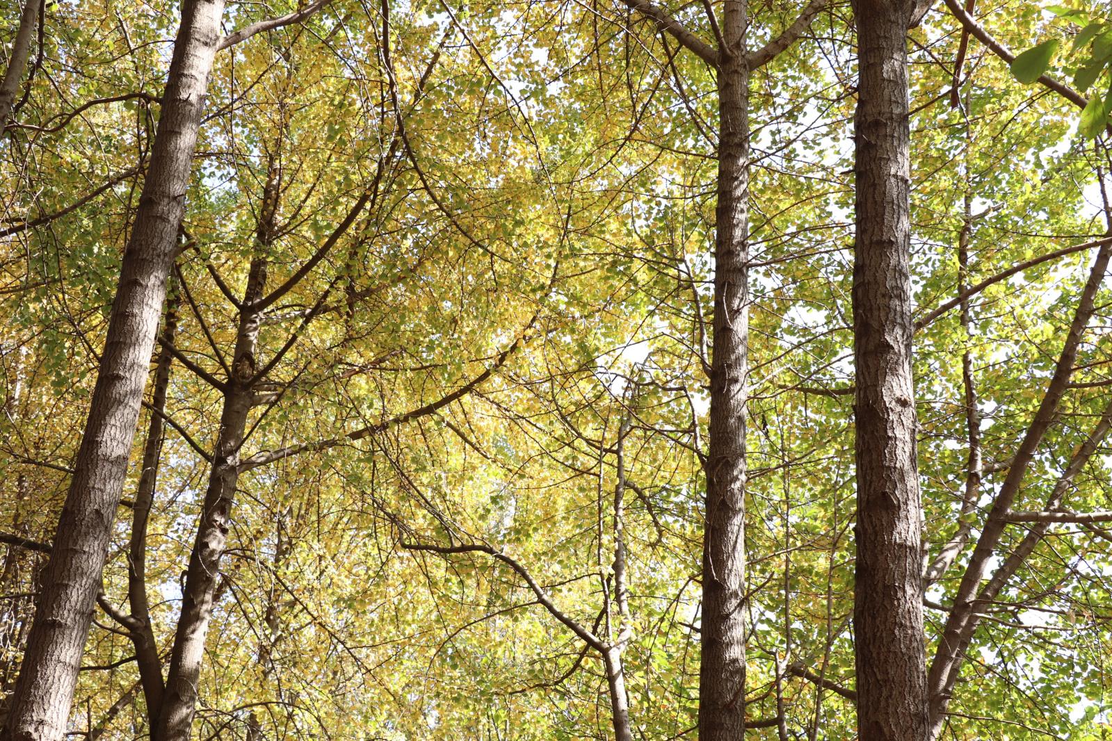 杭州朝晖公园银杏