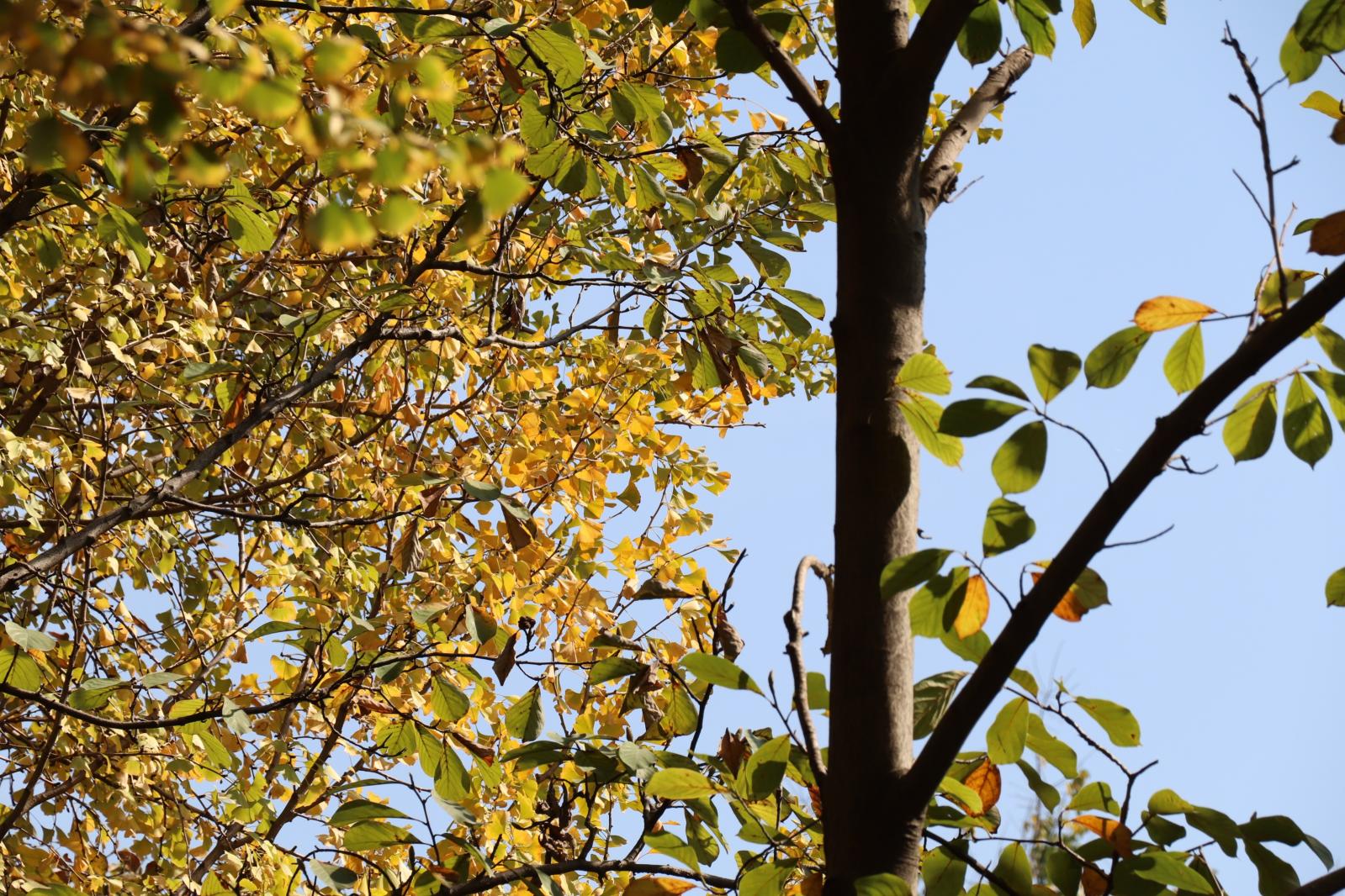 杭州朝晖公园银杏
