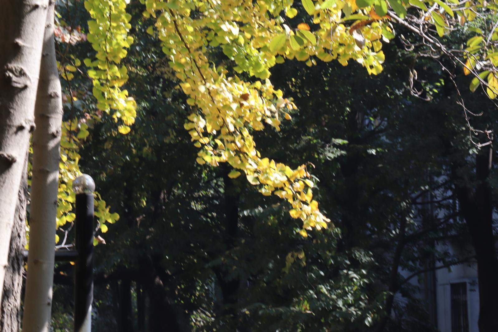 杭州朝晖公园银杏