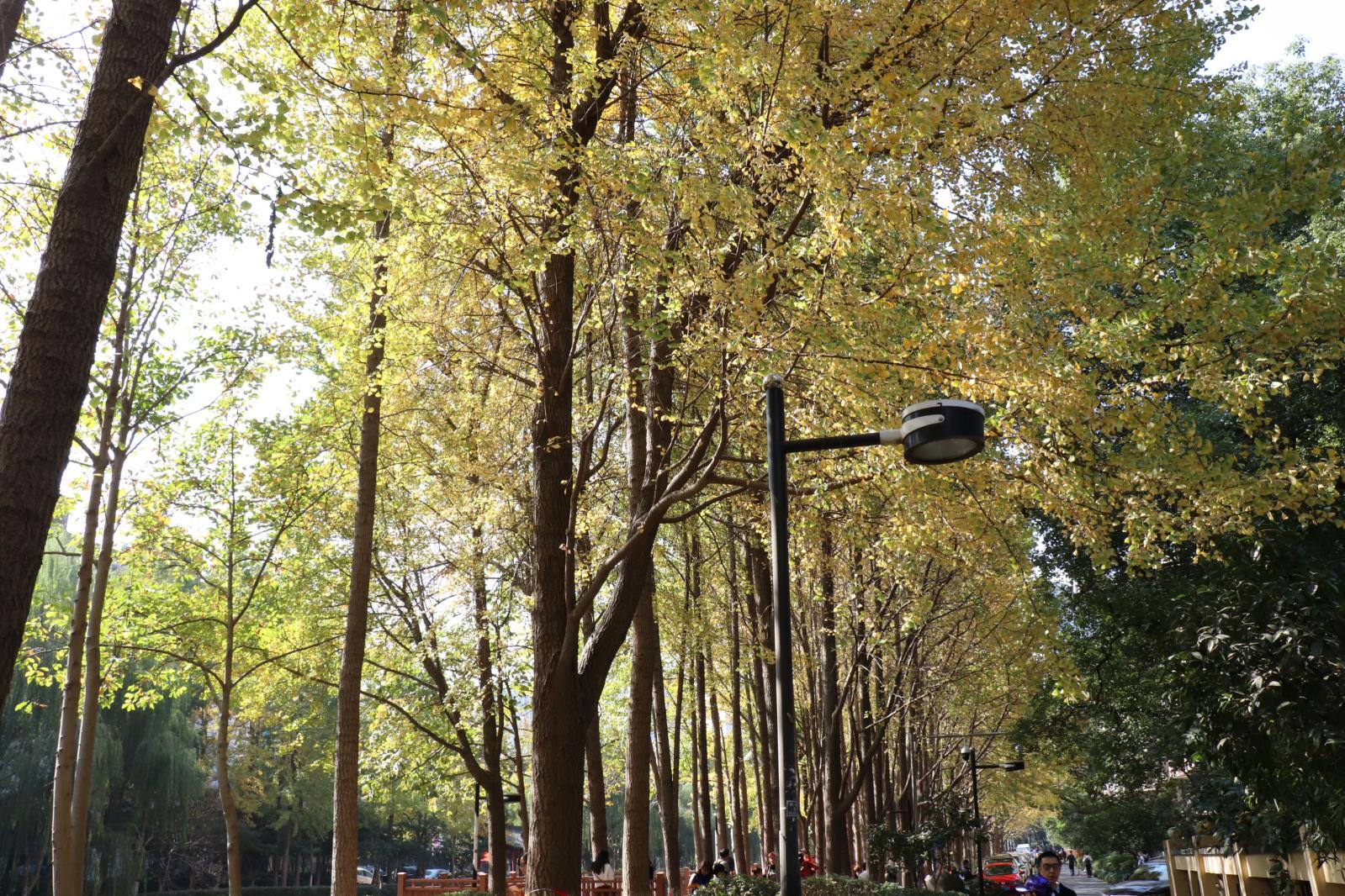 杭州朝晖公园银杏