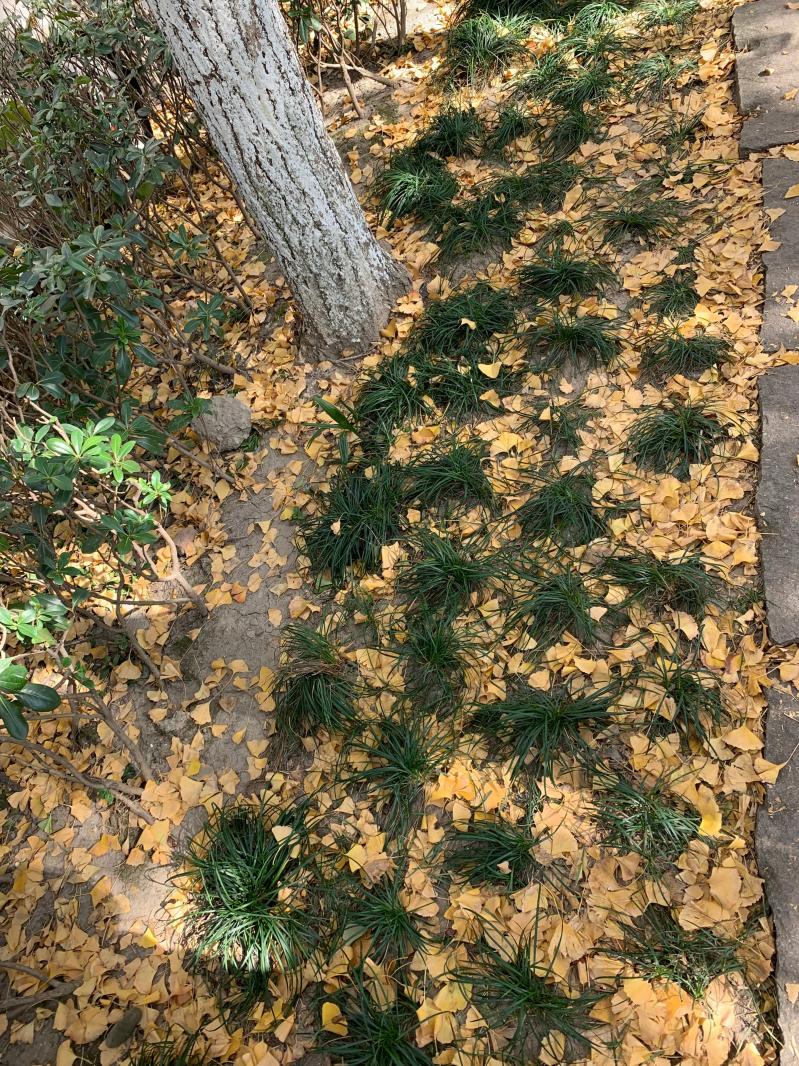 杭州朝晖公园银杏