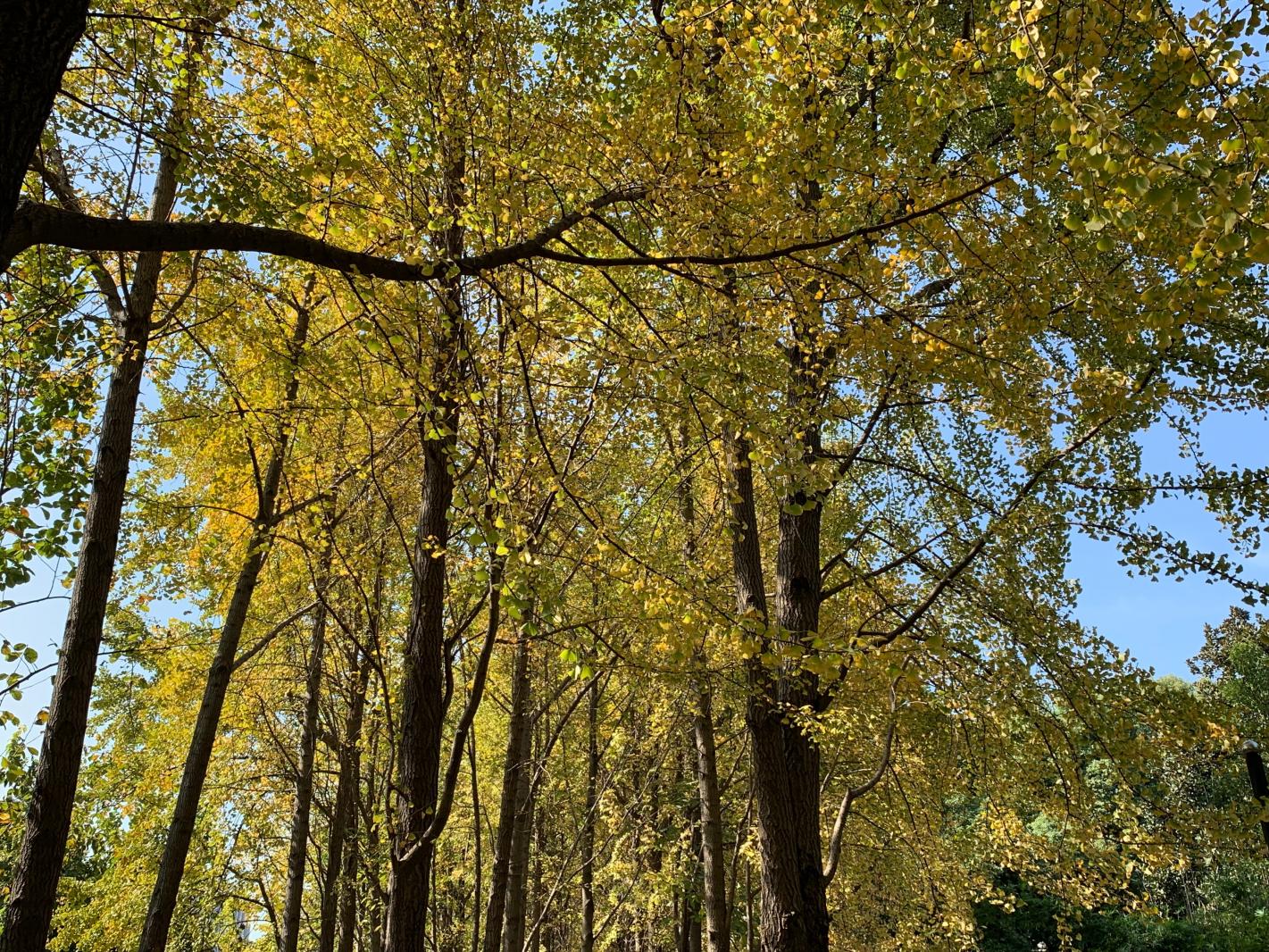 杭州朝晖公园银杏
