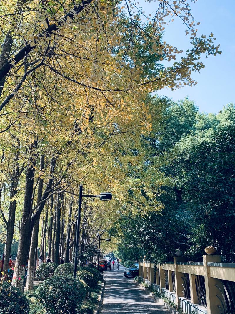 杭州朝晖公园银杏