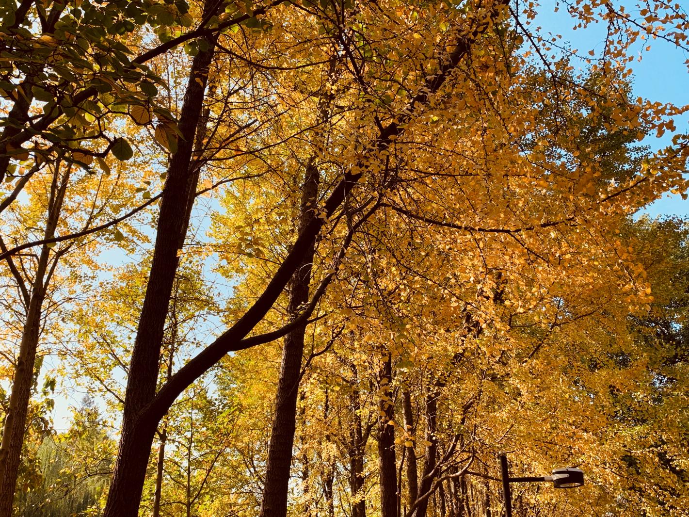 杭州朝晖公园银杏