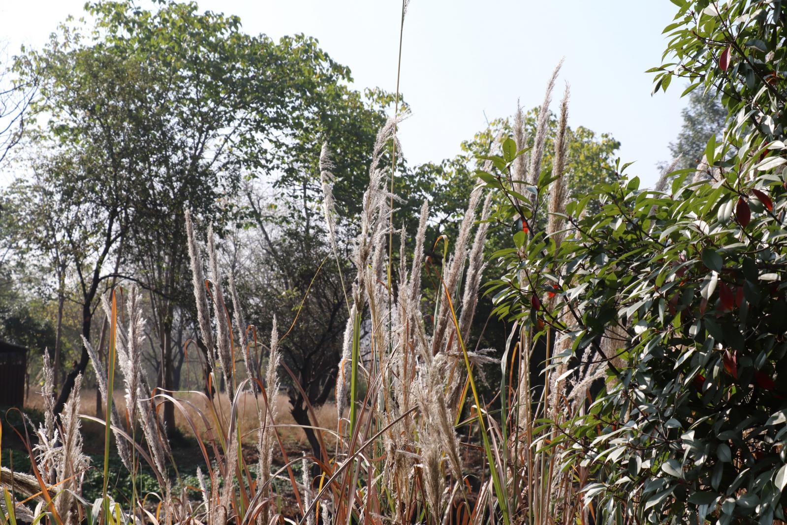 杭州西溪湿地公园芦苇