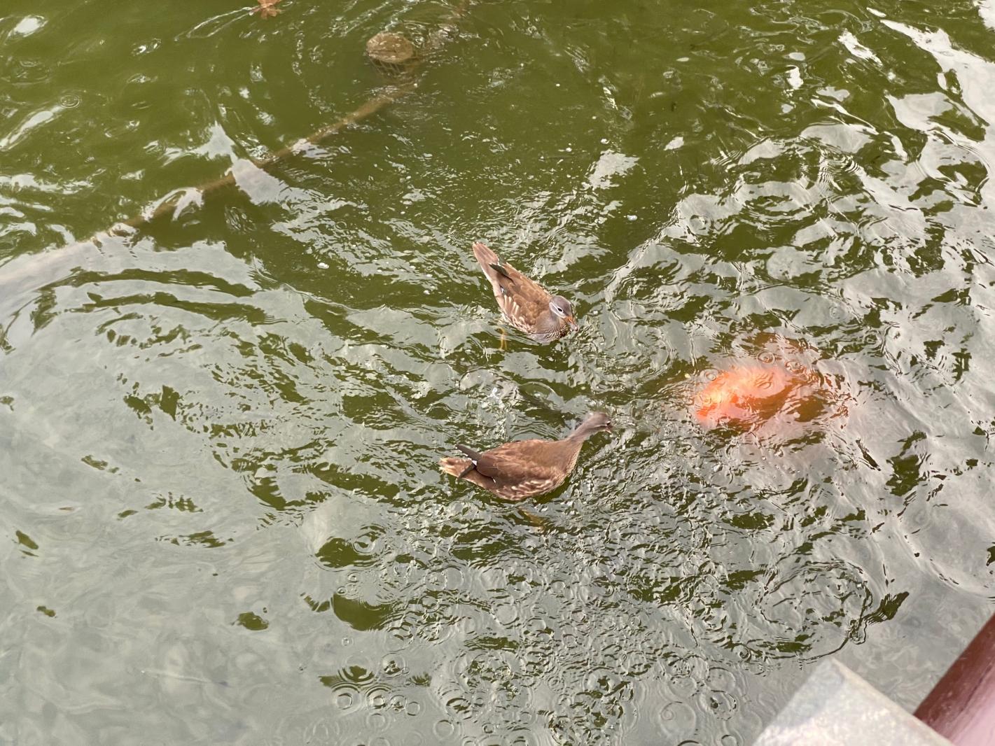 鸳鸯