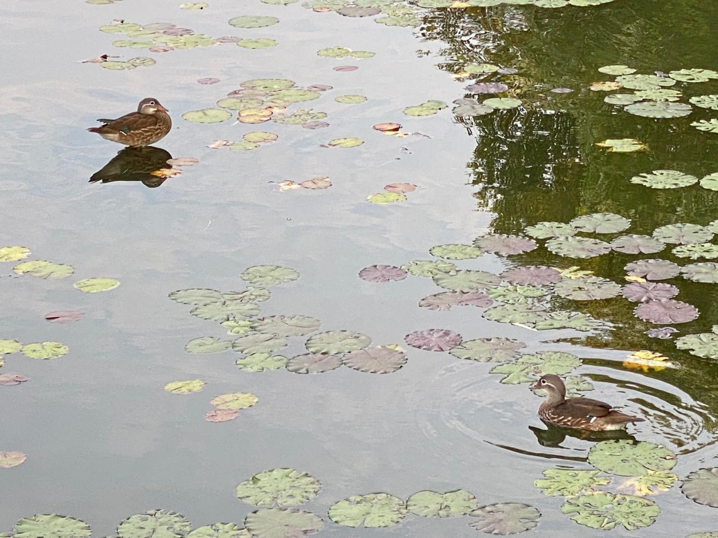 鸳鸯