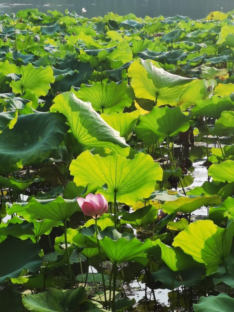 三潭印月