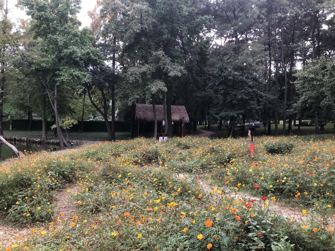 花花