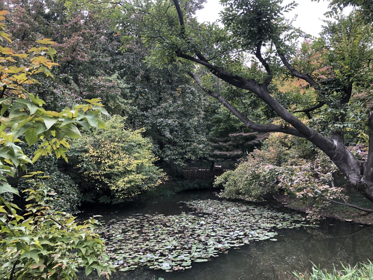 枫叶