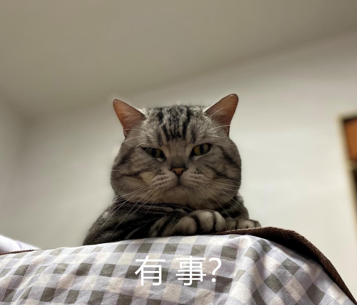 表情包