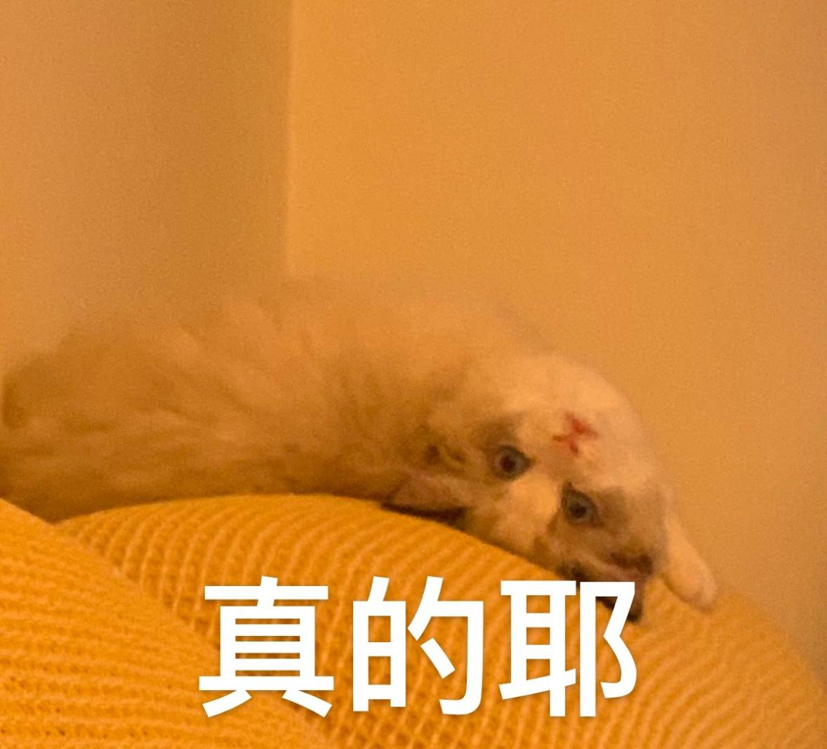 真的
