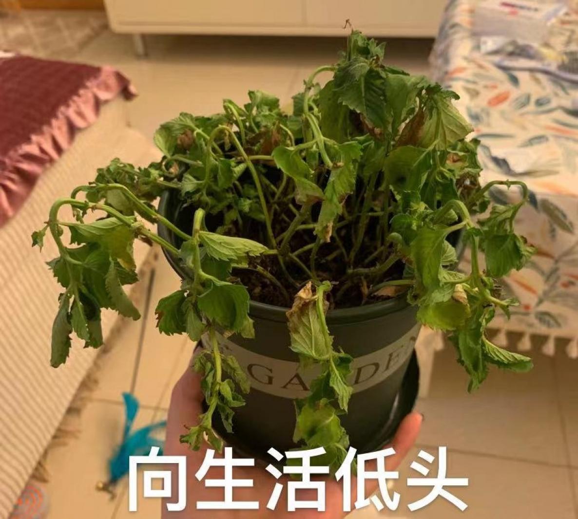 低头