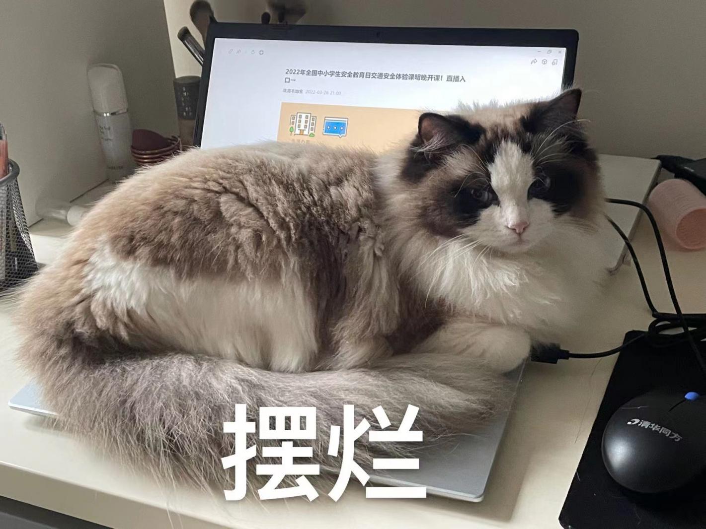 摆烂
