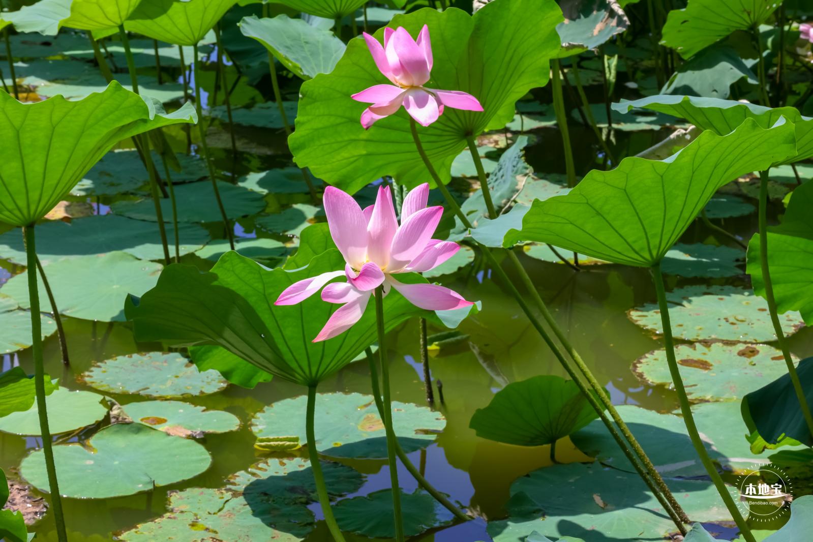 莲花池公园
