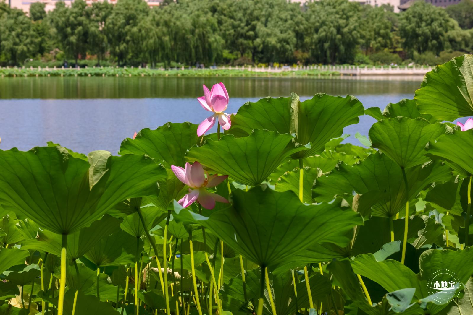 莲花池公园