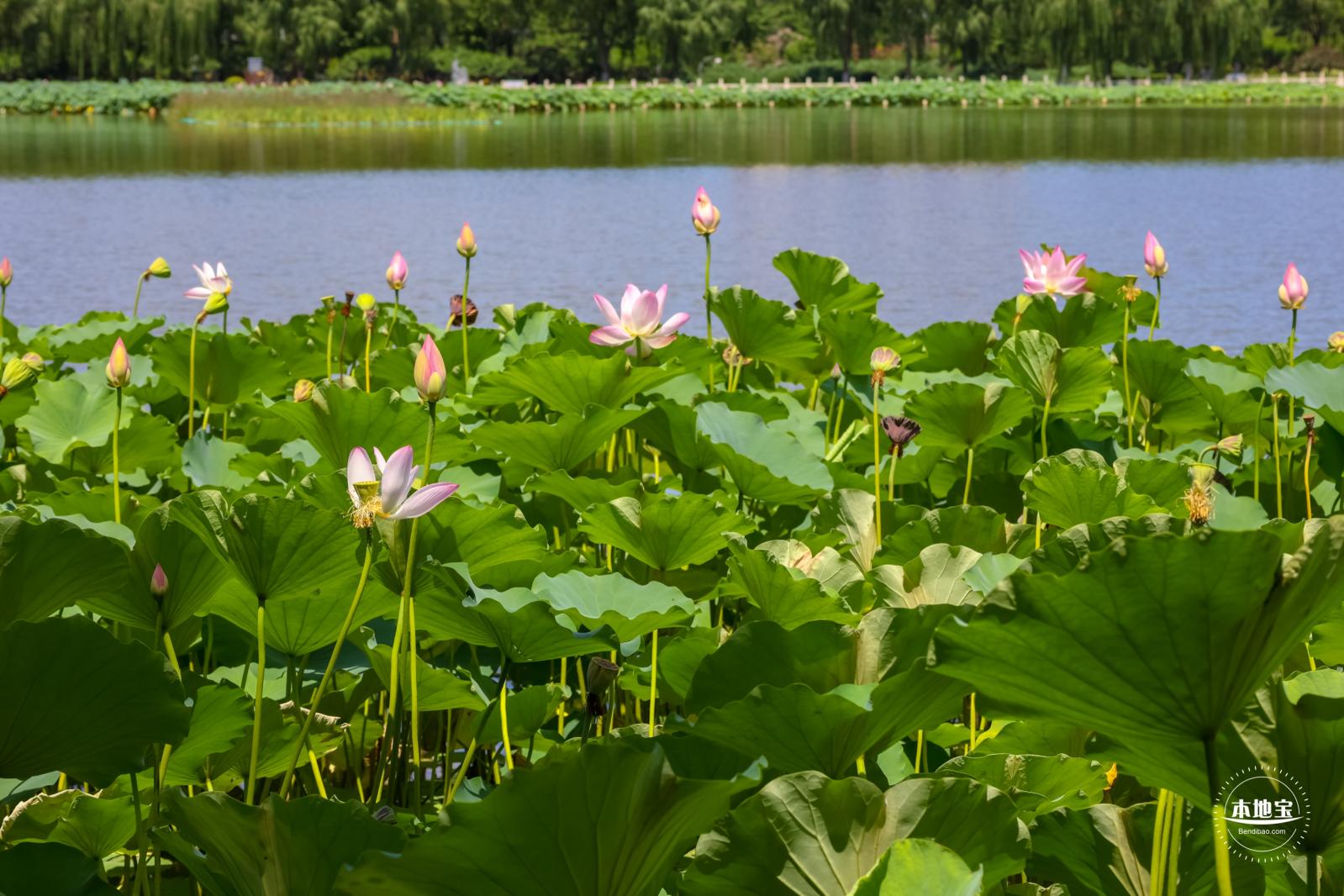 莲花池公园