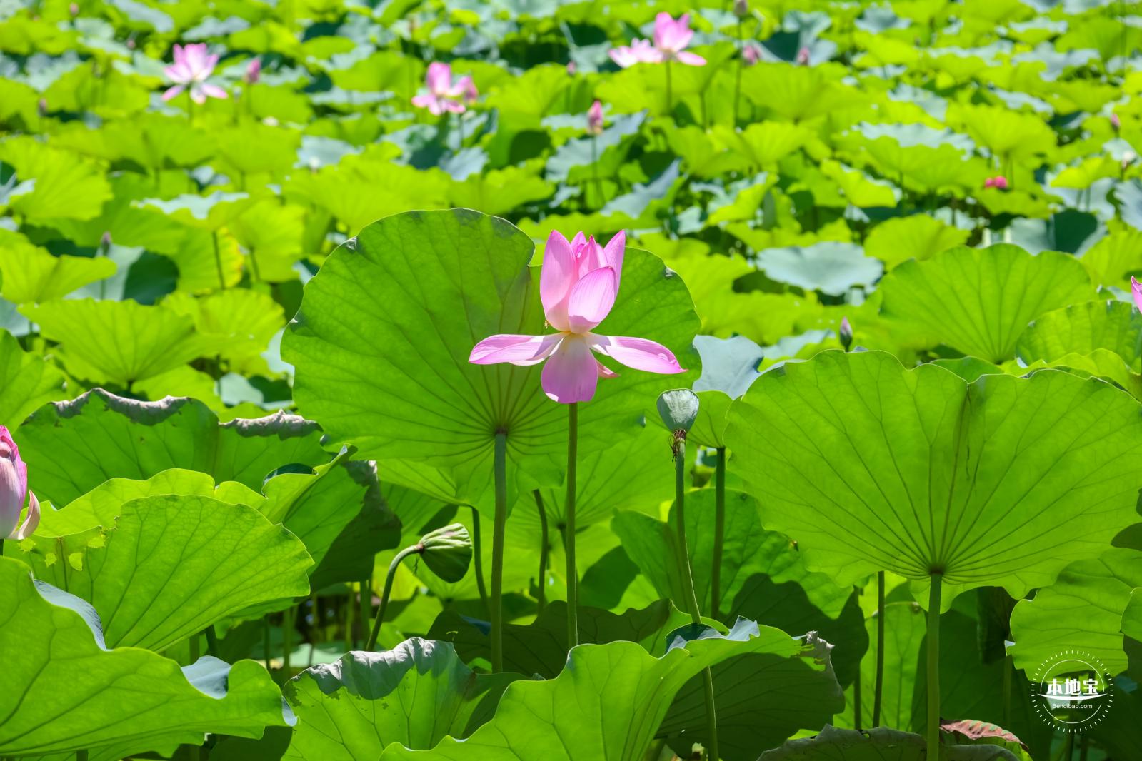 莲花池公园