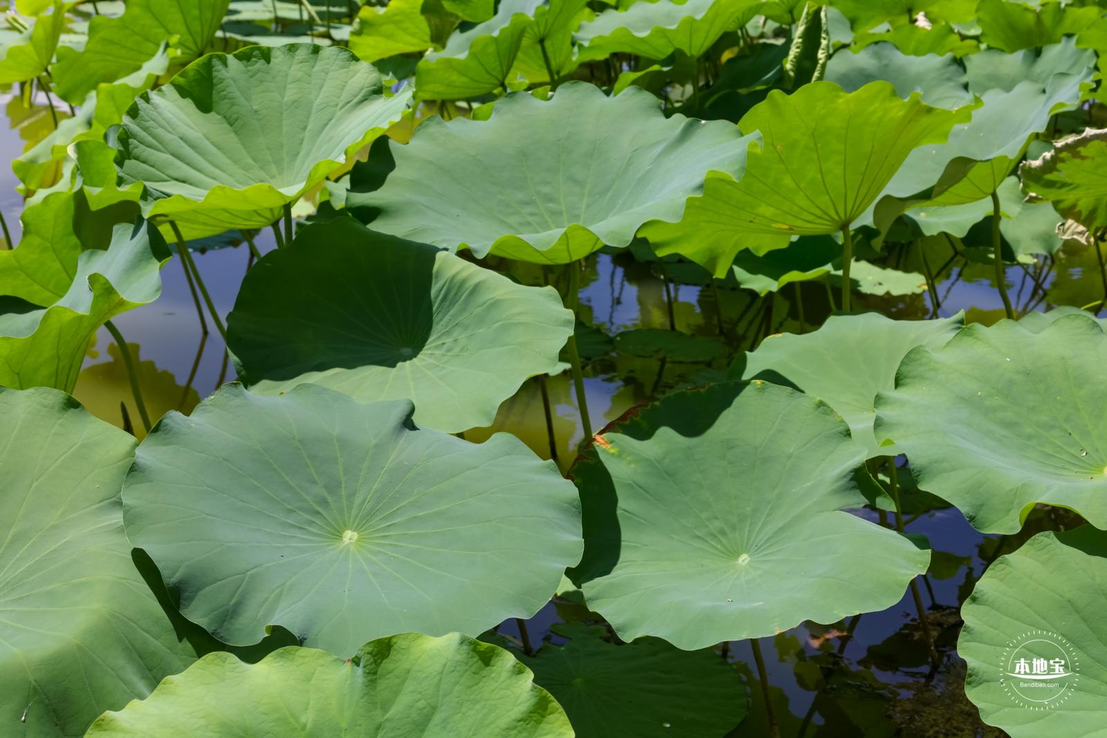 莲花池公园