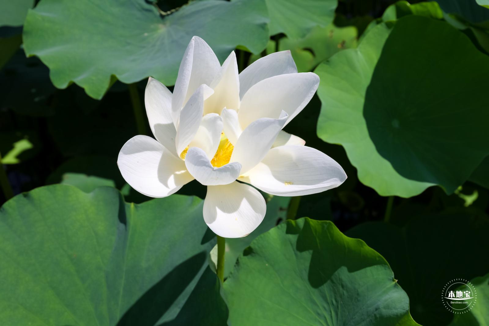 莲花池公园