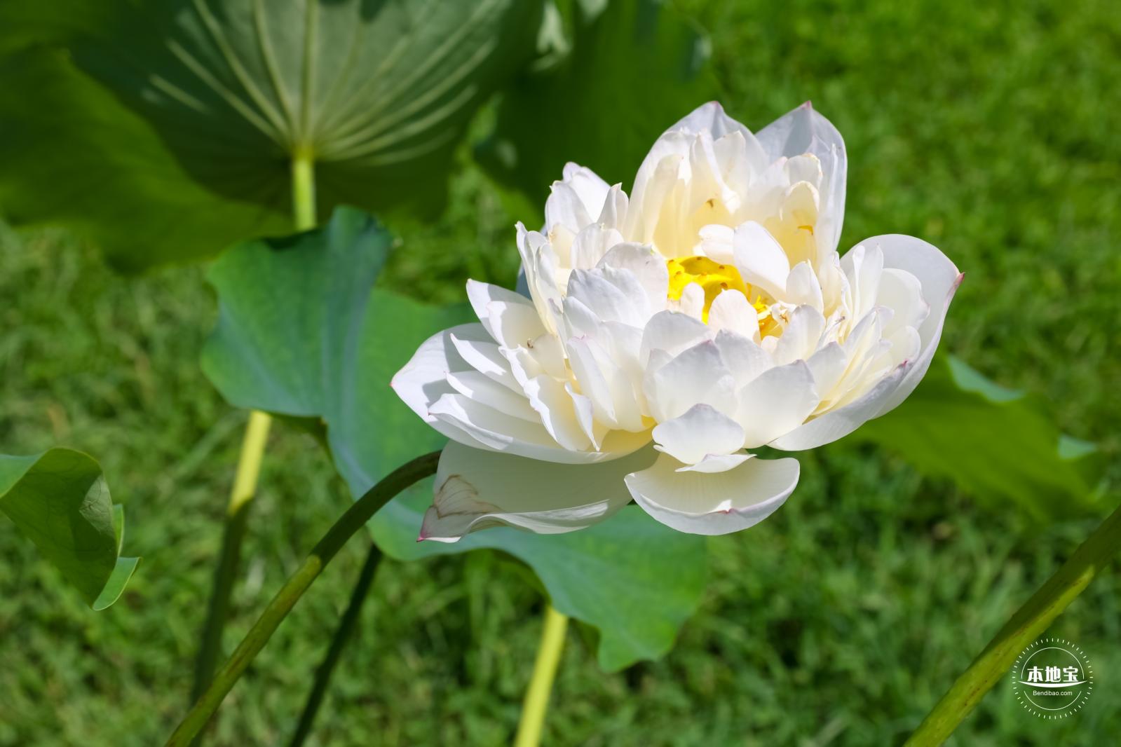 莲花池公园