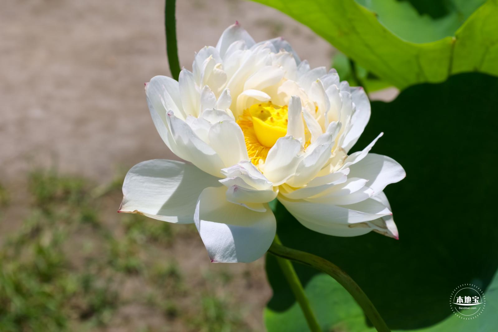 莲花池公园