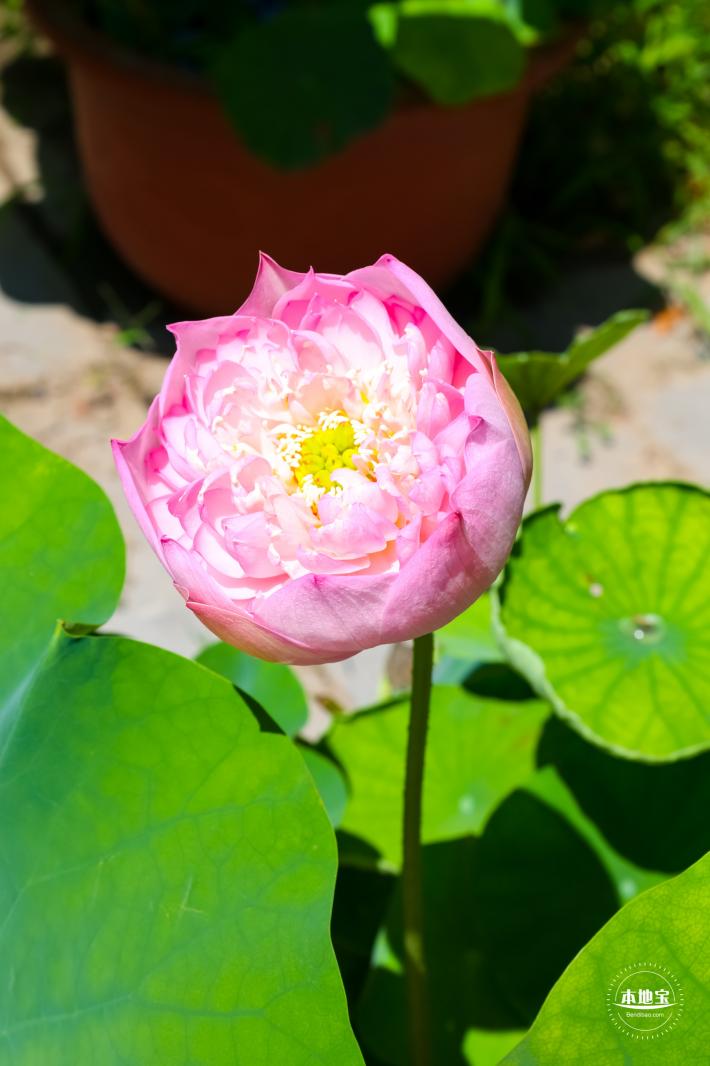 莲花池公园