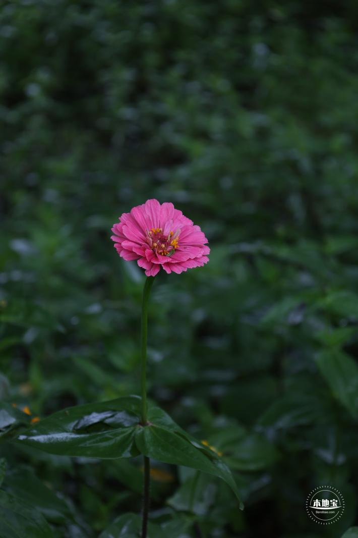 花展