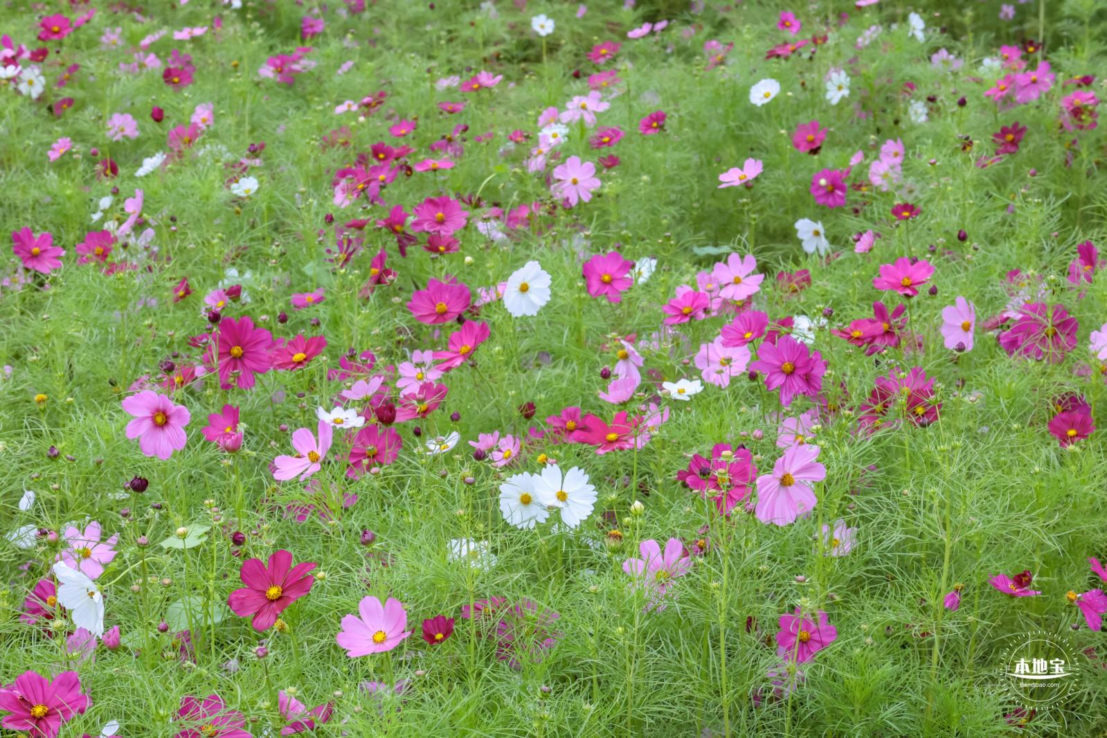 花展