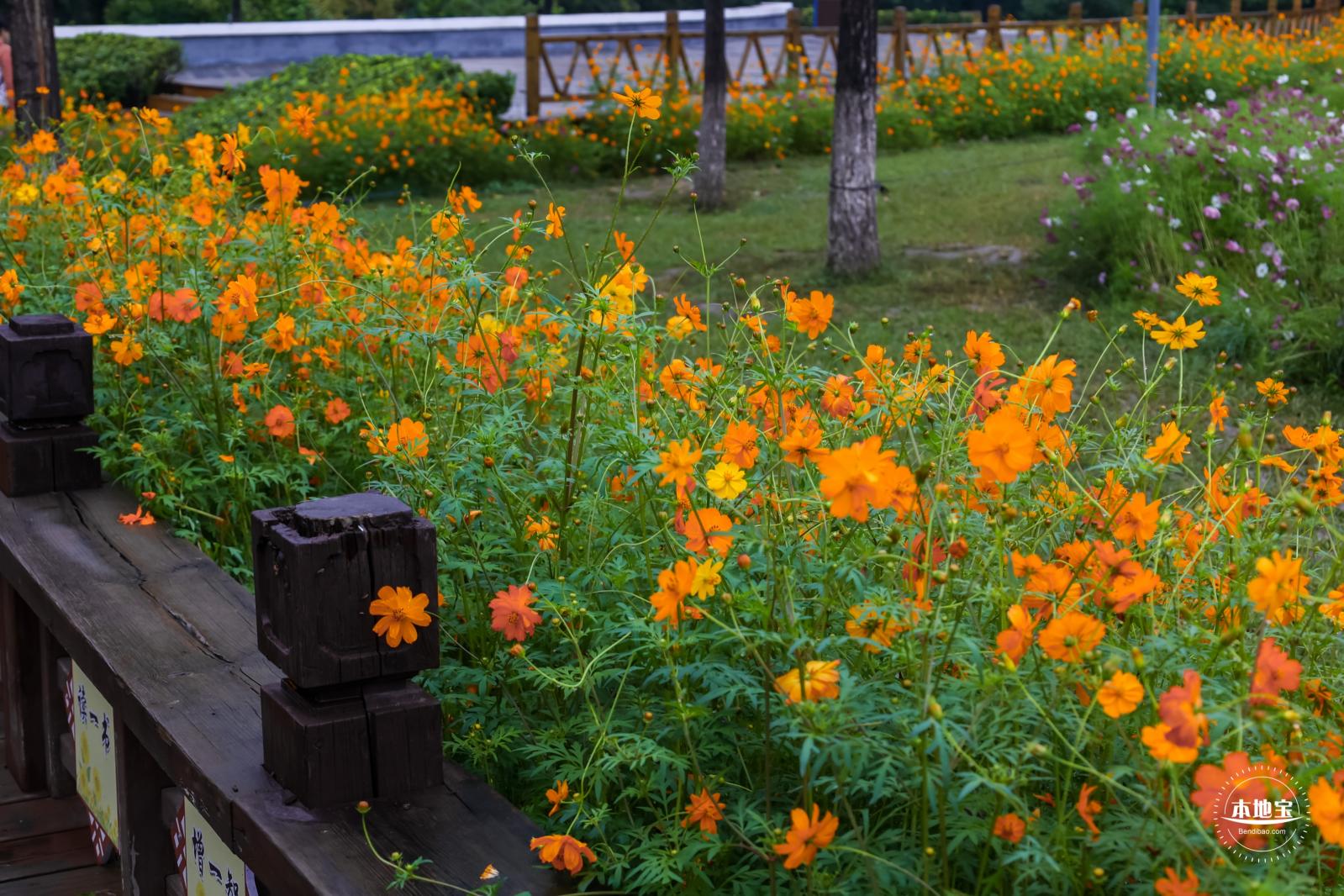 花展
