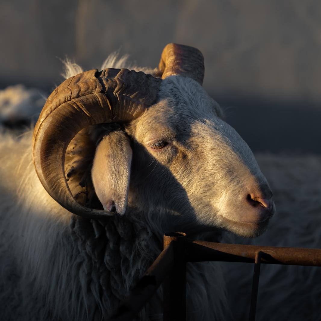 绵羊群在Glassland在内蒙古 库存图片. 图片 包括有 农场, 蒙古, 自治权, 蓝色, 森林, 横向 - 79830023