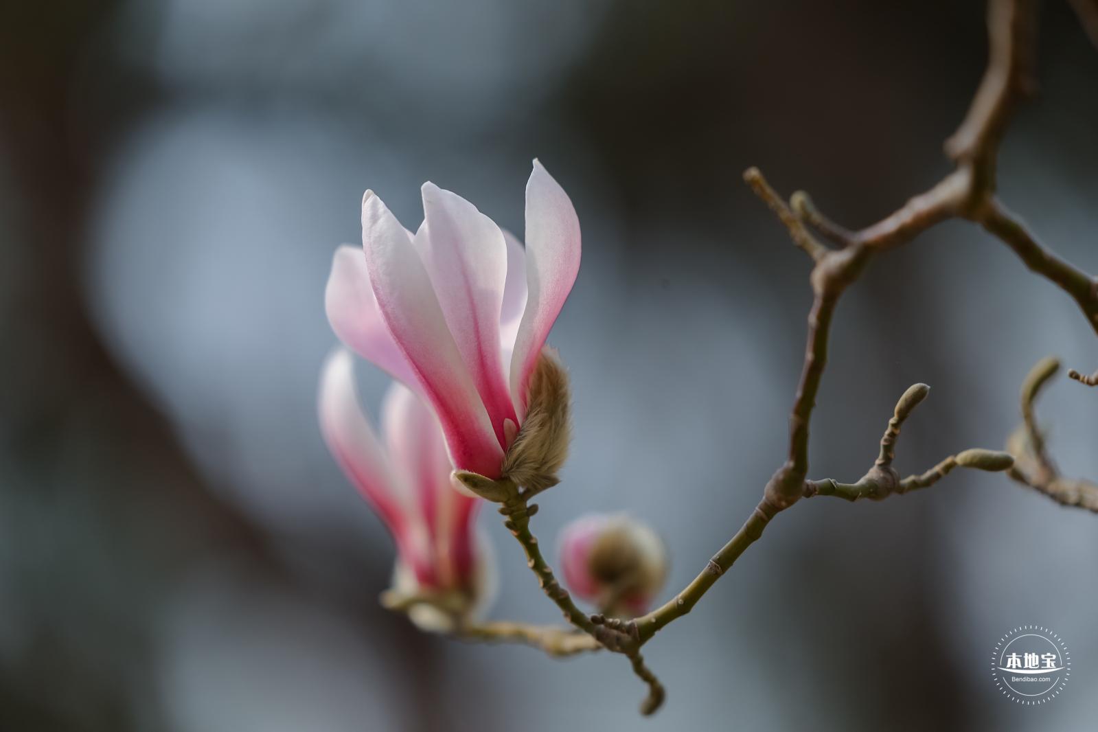 国家大剧院（玉兰花篇）