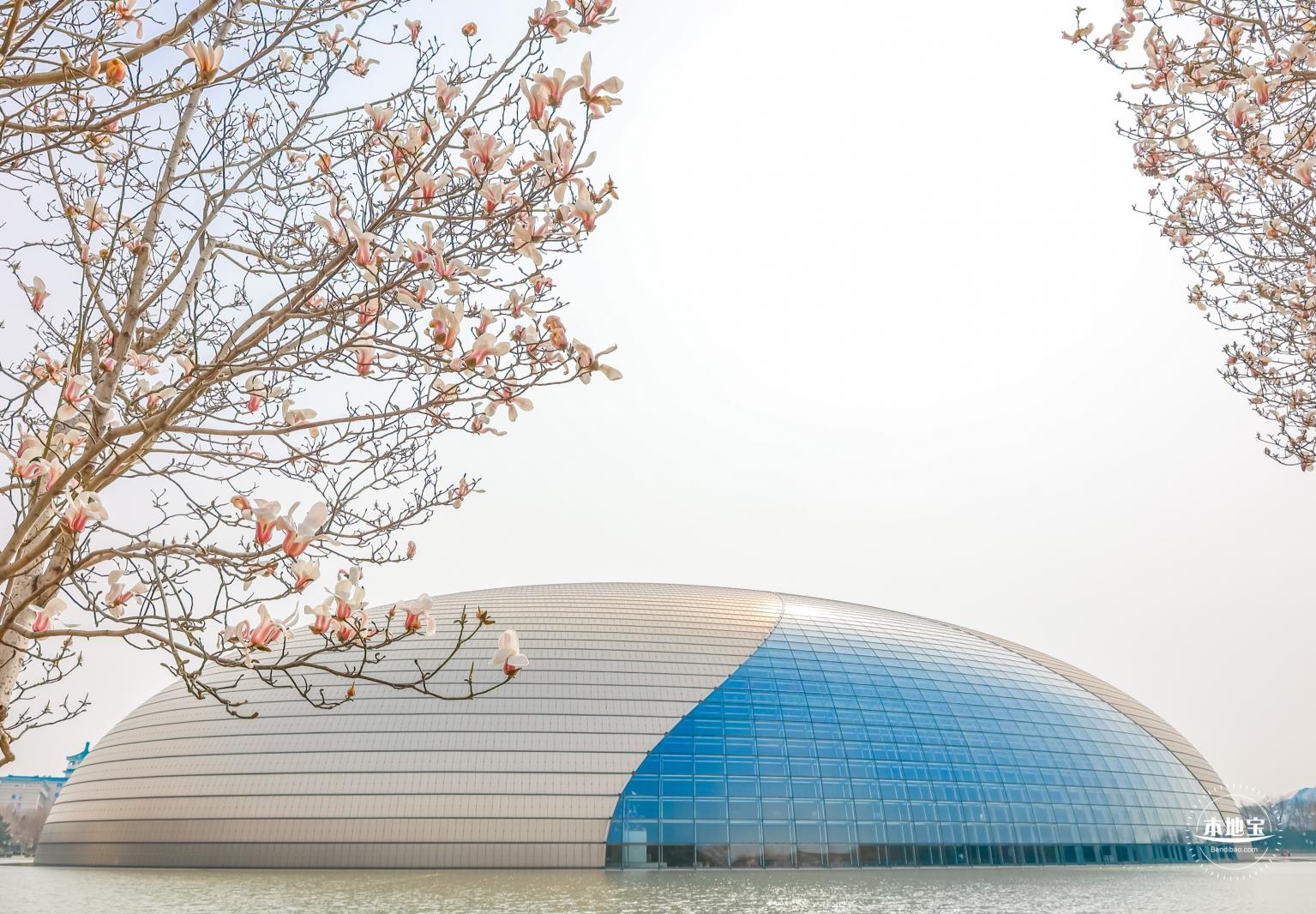 国家大剧院（玉兰花篇）
